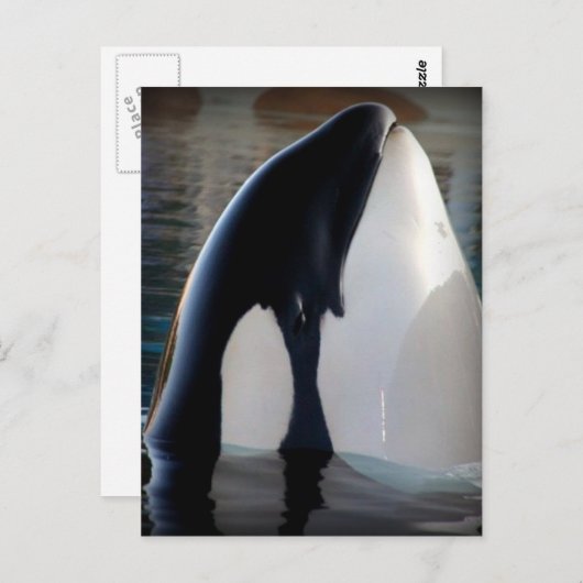 オルカ ポストカード (正面/裏面)