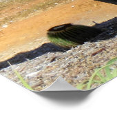 オルガンパイプサボテン ポスター (角)