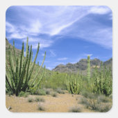 オルガンパイプ国家記念碑の砂漠のサボテン スクエアシール (正面)