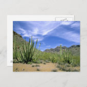 オルガンパイプ国家記念碑の砂漠のサボテン ポストカード (正面/裏面)