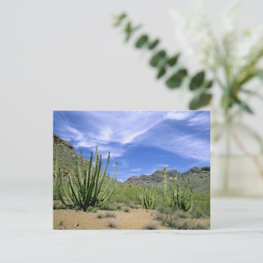 オルガンパイプ国家記念碑の砂漠のサボテン ポストカード (スタンド正面)