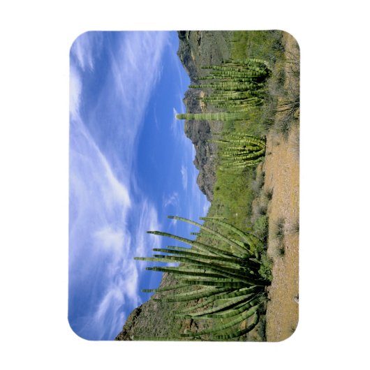 オルガンパイプ国家記念碑の砂漠のサボテン マグネット (縦)