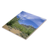 オルガンパイプ国立記念物の砂漠のサボテン タイル (側面)