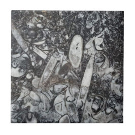 オルソセラス・ゴニアタイト化石 タイル