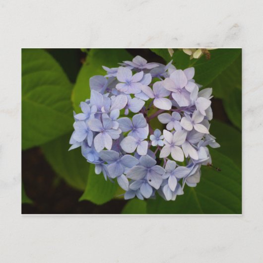 オルデンシー ポストカード (正面)