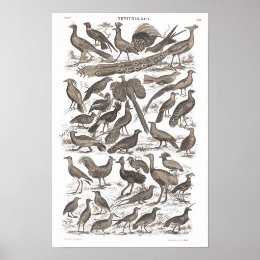 オルトリノ種アンティークプリント ポスター (正面)