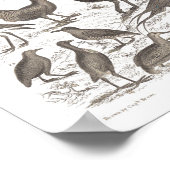 オルトリノ種アンティークプリント ポスター (角)