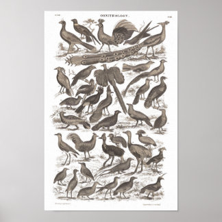 オルトリノ種アンティークプリント ポスター