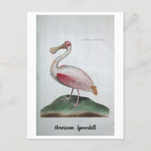 オルニトロジエ – American Spoonbill ポストカード