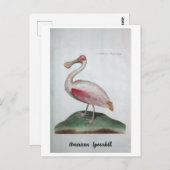 オルニトロジエ – American Spoonbill ポストカード (正面/裏面)