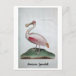 オルニトロジエ – American Spoonbill ポストカード