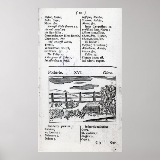 「オルビス過激主義ピクトス」の植物農夫 ポスター (正面)