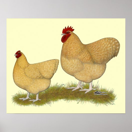 オルピントンズレモンカッコウ ポスター (正面)