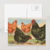 オルピントン ポストカード (正面/裏面)