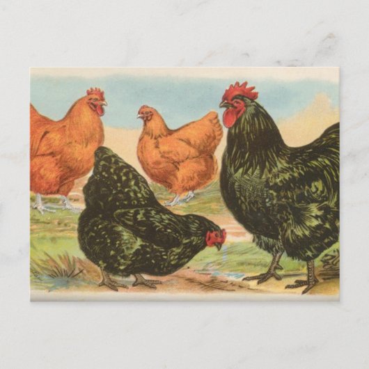 オルピントン ポストカード (正面)