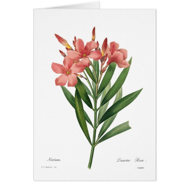 オレアンダー (正面)