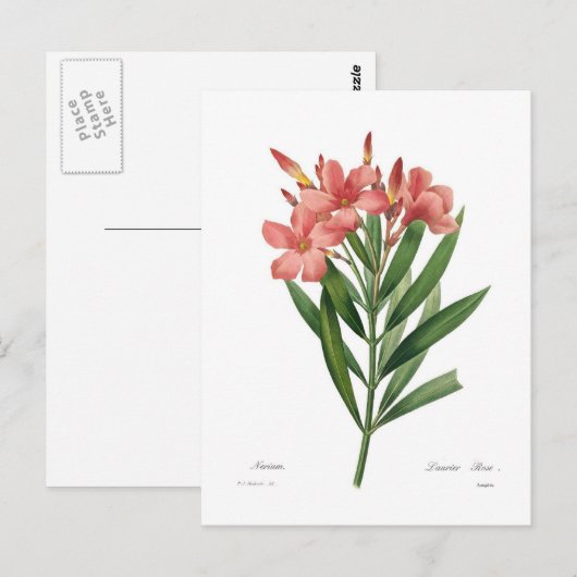 オレアンダー ポストカード (正面/裏面)