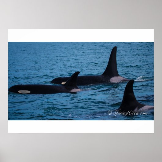 オレオクッキーとダブルスタフ ポスター (正面)