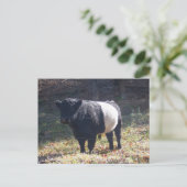 オレオ牛 ポストカード (スタンド正面)