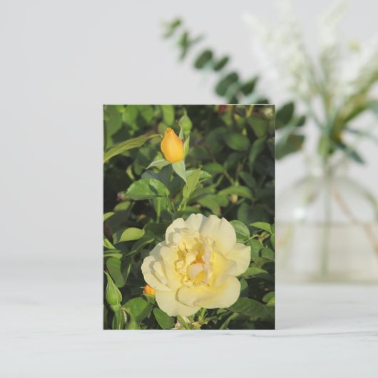 オレゴルドイエローローズ ポストカード (スタンド正面)