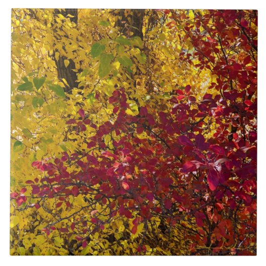 オレゴンのアウトバックタイルの紅葉 タイル (正面)