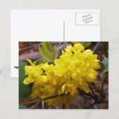 オレゴンのブドウの花イエローワイルドフラワー ポストカード (正面/裏面)