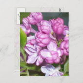 オレゴンのライラック ポストカード (正面/裏面)