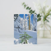 オレゴンの雪に覆われた森 ポストカード (スタンド正面)