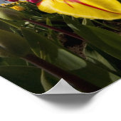 オレゴンカラフル州で咲くチューリップのクローズアップ ポスター (角)