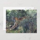 オレゴン中部の若いボブキャット ポストカード (正面/裏面)