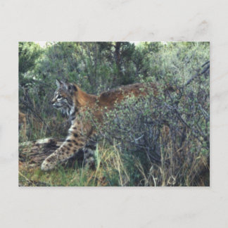 オレゴン中部の若いボブキャット ポストカード