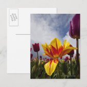 オレゴン州のカラフルなチューリップの花のクローズアップ ポストカード (正面/裏面)