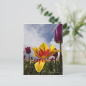 オレゴン州のカラフルなチューリップの花のクローズアップ ポストカード (スタンド正面)