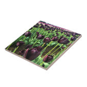 オレゴン州のナイトチューリップの女王 タイル (側面)