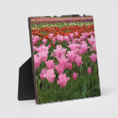 オレゴン州のピンクと赤のチューリップ フォトプラーク (正面)
