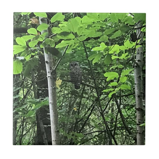 オレゴン州の木々に生息するフクロウ タイル (正面)