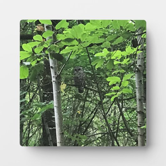 オレゴン州の木々に生息するフクロウ フォトプラーク (正面)