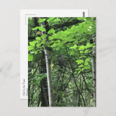 オレゴン州の木々に生息するフクロウ ポストカード (正面/裏面)