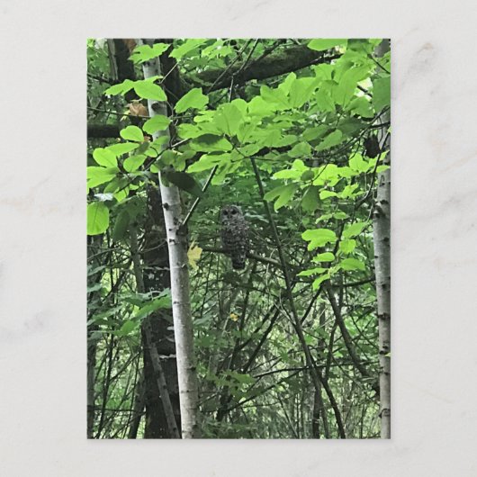 オレゴン州の木々に生息するフクロウ ポストカード (正面)