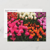 オレゴン州の美しいチューリップガーデンベッド ポストカード (正面/裏面)