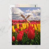 オレゴン州の赤いチューリップ畑 ポストカード (正面/裏面)