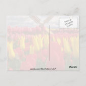 オレゴン州の赤いチューリップ畑 ポストカード (裏面)