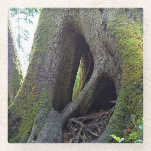 オレゴン州アストリアのカテドラルツリー ガラスコースター (正面)