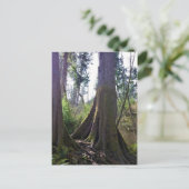 オレゴン州アストリアのカテドラルツリー ポストカード (スタンド正面)