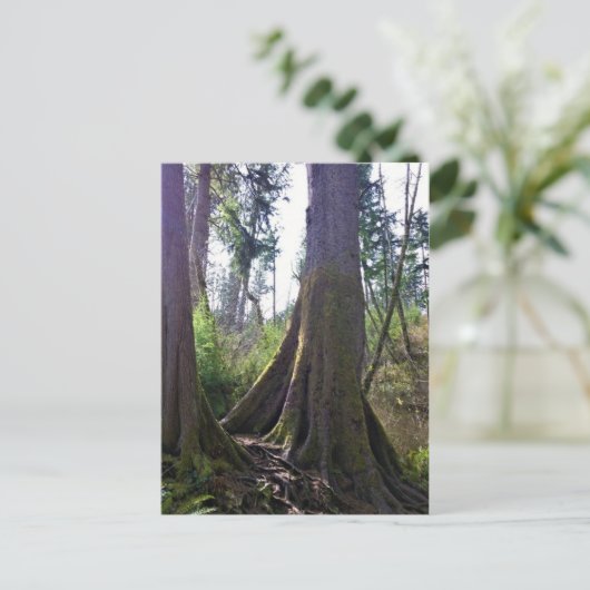 オレゴン州アストリアのカテドラルツリー ポストカード (スタンド正面)