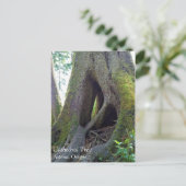 オレゴン州アストリアのカテドラルツリー ポストカード (スタンド正面)