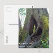 オレゴン州アストリアのカテドラルツリー ポストカード (正面/裏面)