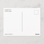 オレゴン州アストリアのカテドラルツリー ポストカード (裏面)