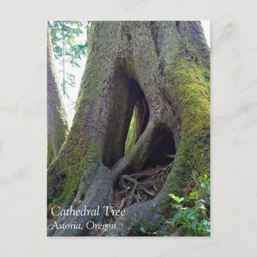 オレゴン州アストリアのカテドラルツリー ポストカード (正面)