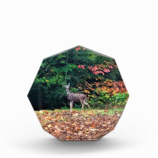 オレゴン州オレゴンの森の鹿 フォトブロック (正面)